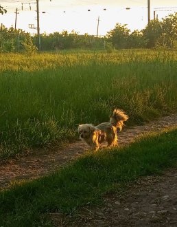 Випустити собаку в село - це не порятунок. Це приречення.