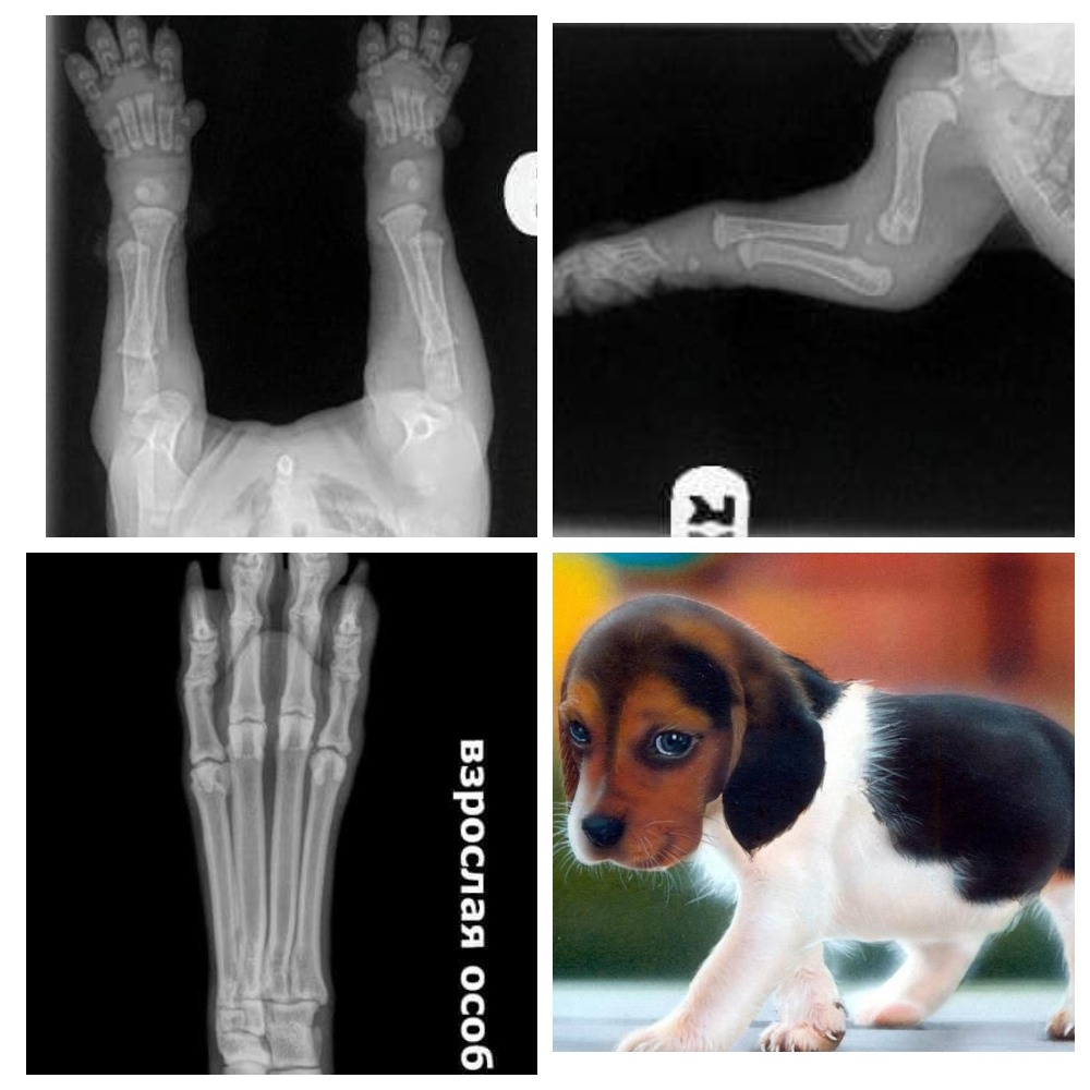 Это должен знать каждый.Щенки