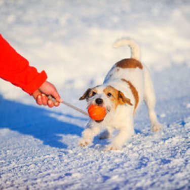 Liker Cord мячик для собак маленьких порід зі шнуром(диаметр 5см) 2