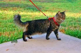 Шлея котяча CoLLaR з повідцем шкіряна. Колір чорний,коричневий 4