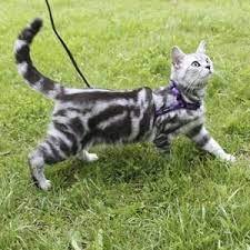 Шлея котяча CoLLaR з повідцем шкіряна. Колір чорний,коричневий 5