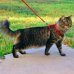 Шлея котяча CoLLaR з повідцем шкіряна. Колір чорний,коричневий 4