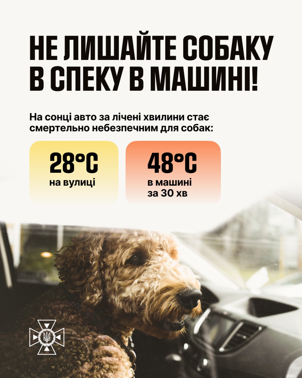 ‼️ НІКОЛИ не залишайте собаку в машині. Навіть із відкритим вікном. Навіть "на хвилинку".