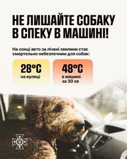 ‼️ НІКОЛИ не залишайте собаку в машині. Навіть із відкритим вікном. Навіть "на хвилинку".